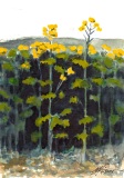 Rapeseed Plant in Germany