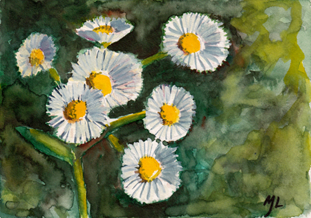 Spring Flowers – Fleabane