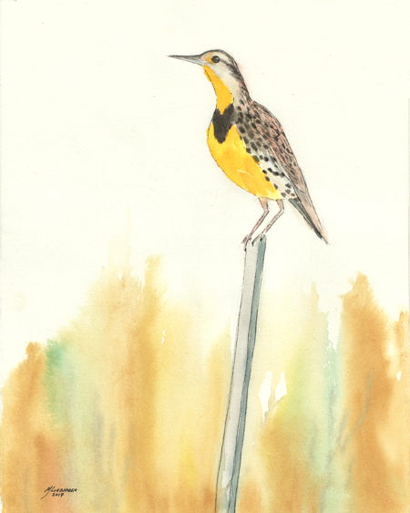 Western Meadowlark: Soon to be EX- Oregon State bird?
