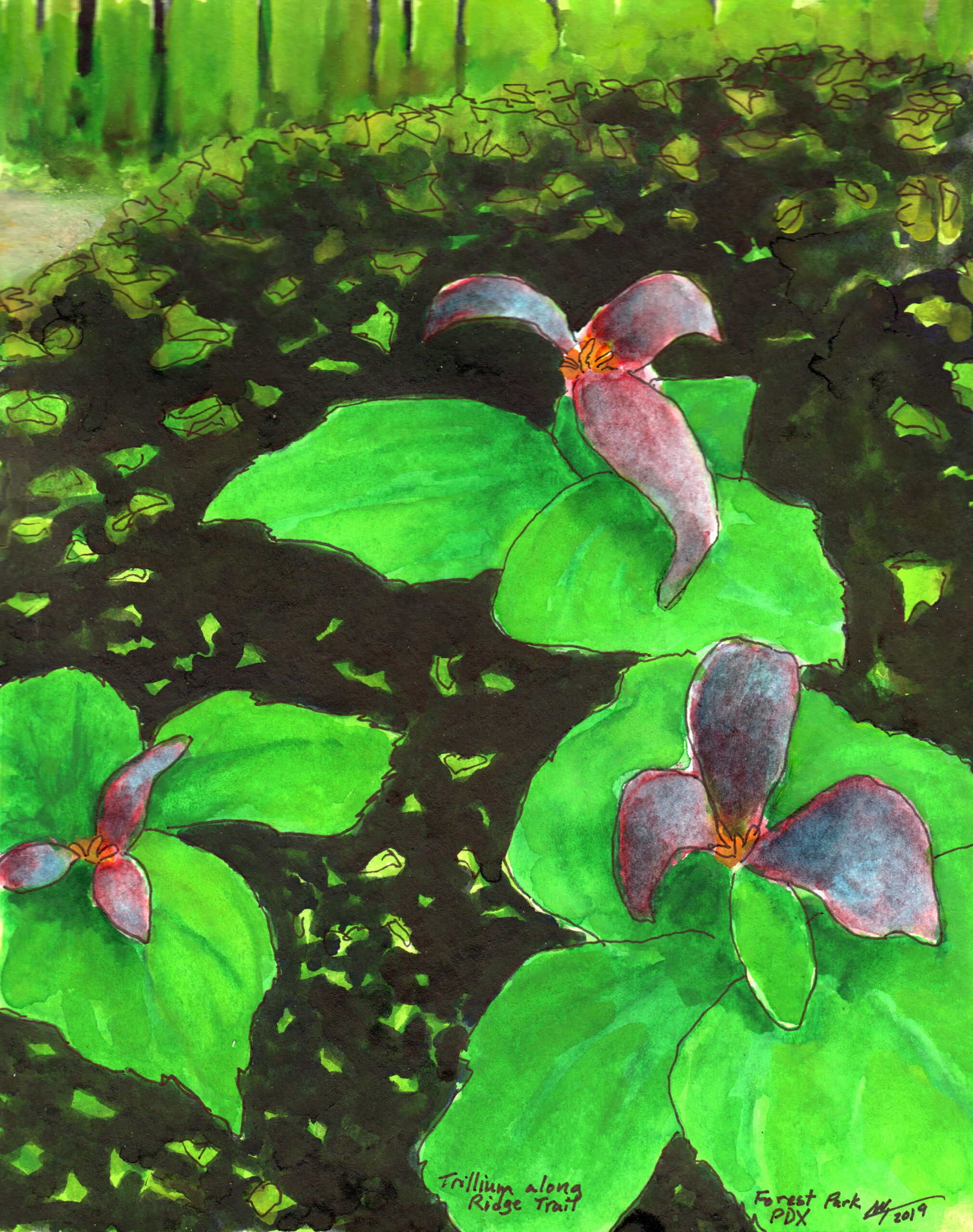 Trillium Flowers along Ridge Trail in Forest Park